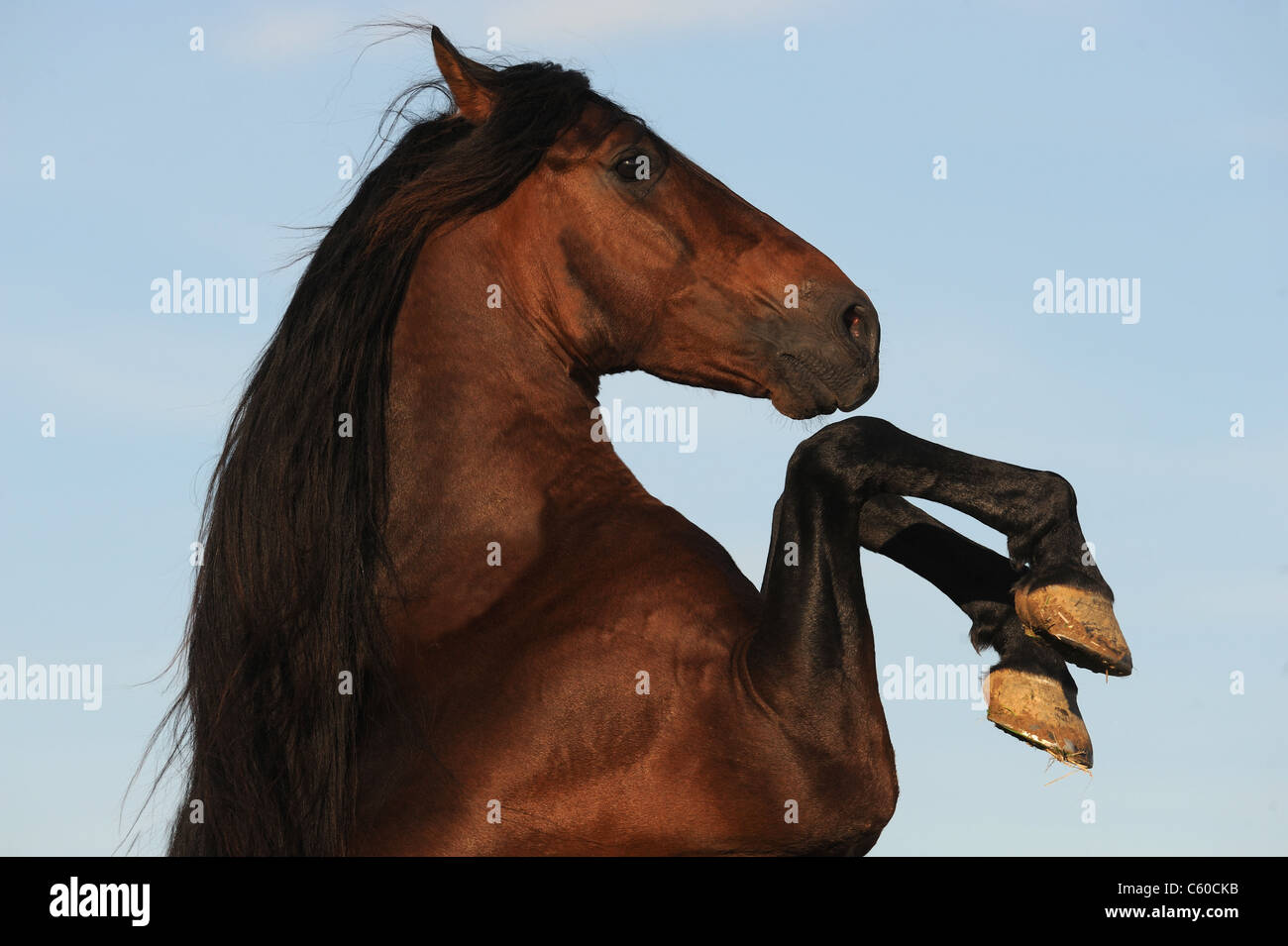 Andalusian Horse (Equus ferus caballus). Bay stallion rearing. Stock Photo