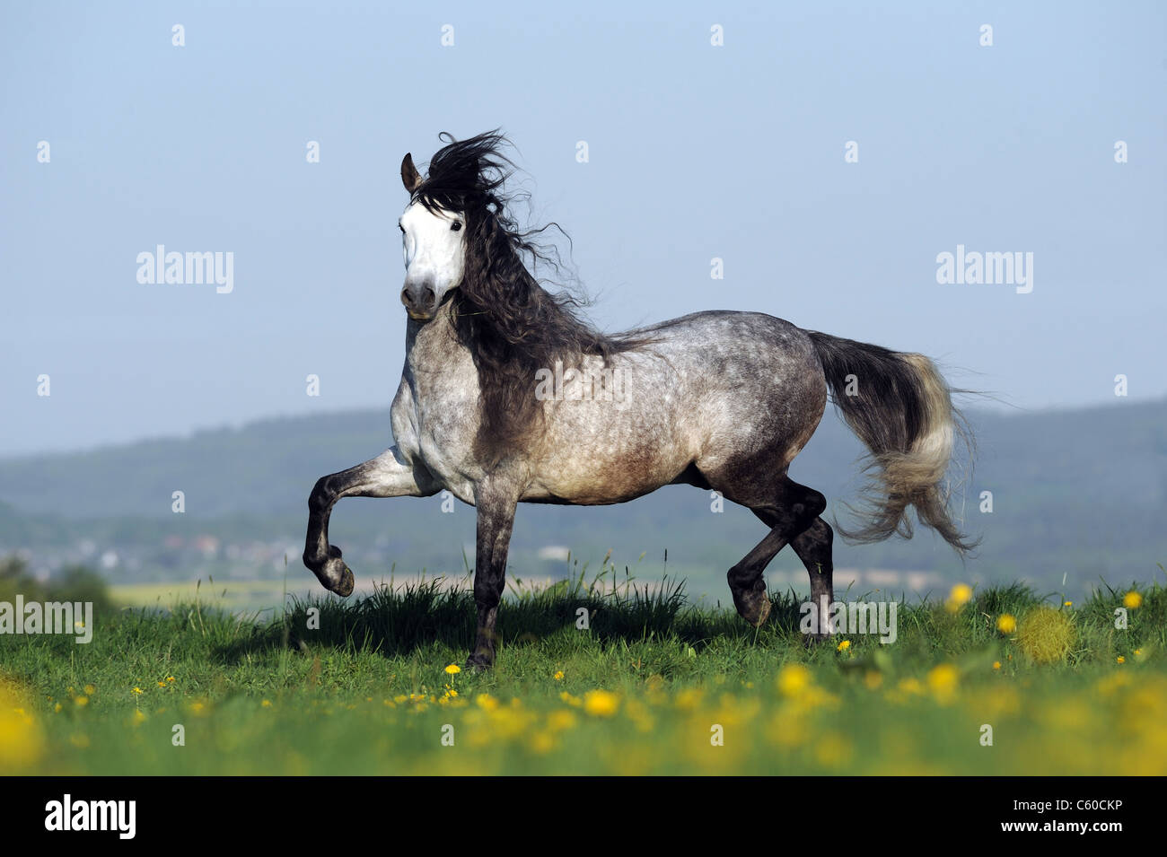 Dapple gray horse hi-res stock photography and images - Alamy