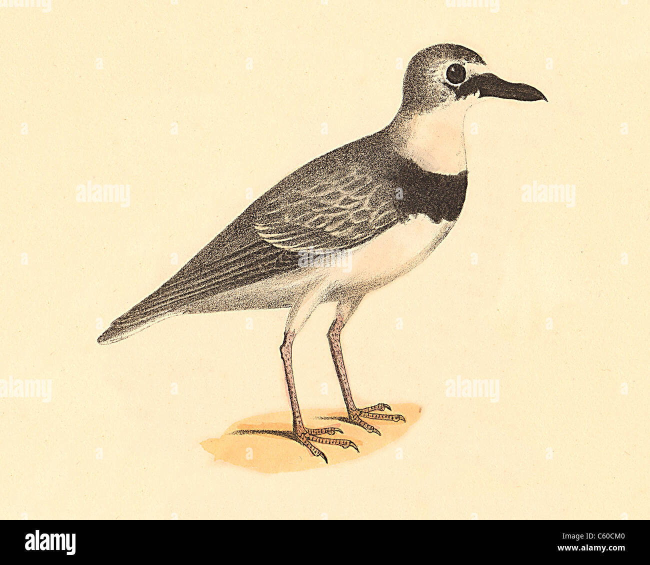 Wilson's Plover (Charadrius wilsonius, Charadrius wilsonia) vintage bird lithograph - James De Kay, Zoology of New York, or the New-York Fauna, Birds Stock Photo