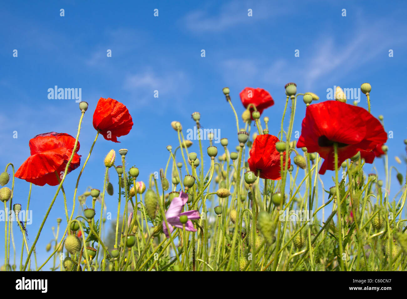 Poppy flowers in blue sky Stock Photo - Alamy