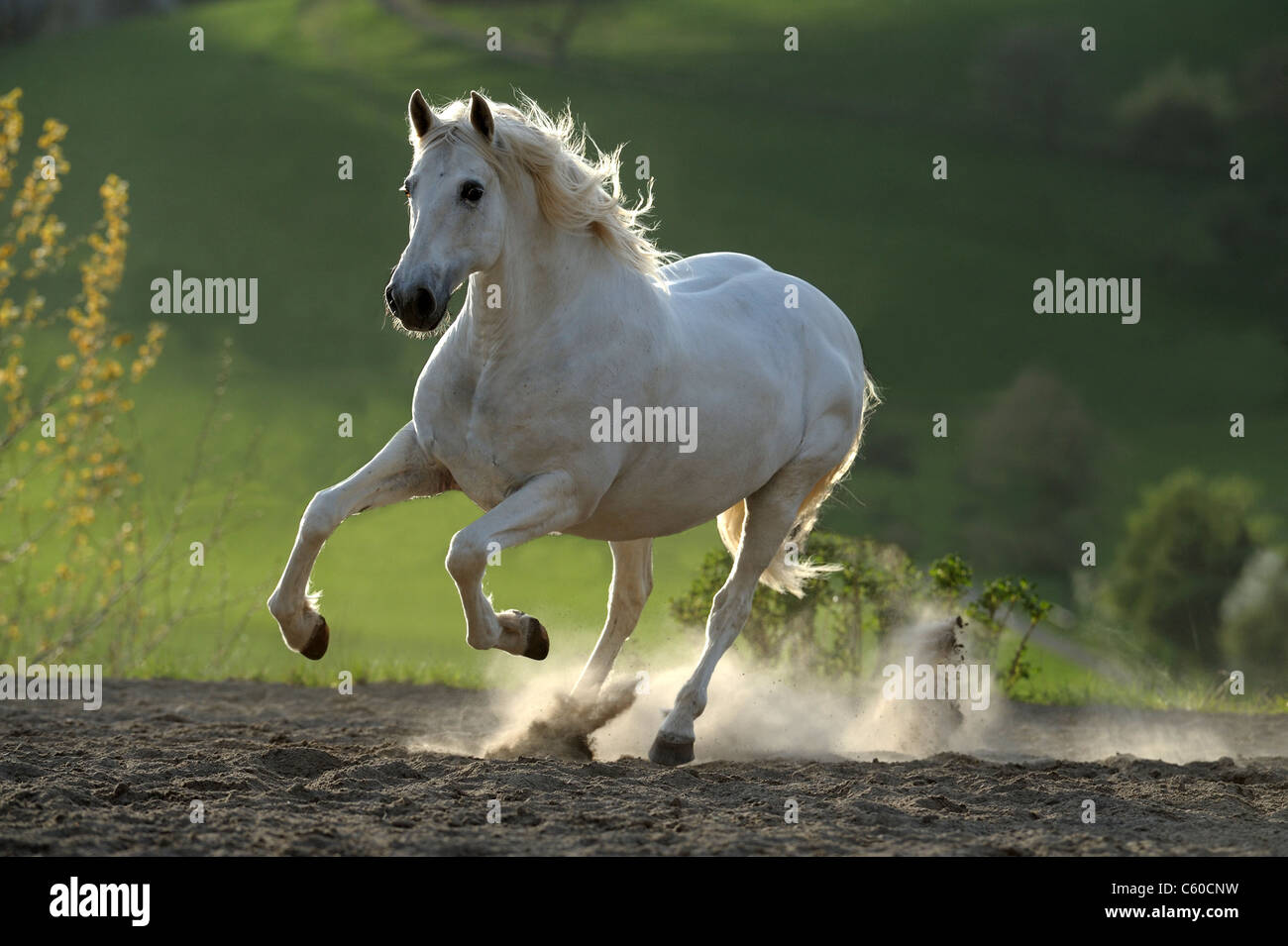 Andalusian Horse (Equus ferus caballus). Gray gelding in a gallop in a dusty paddock. Stock Photo