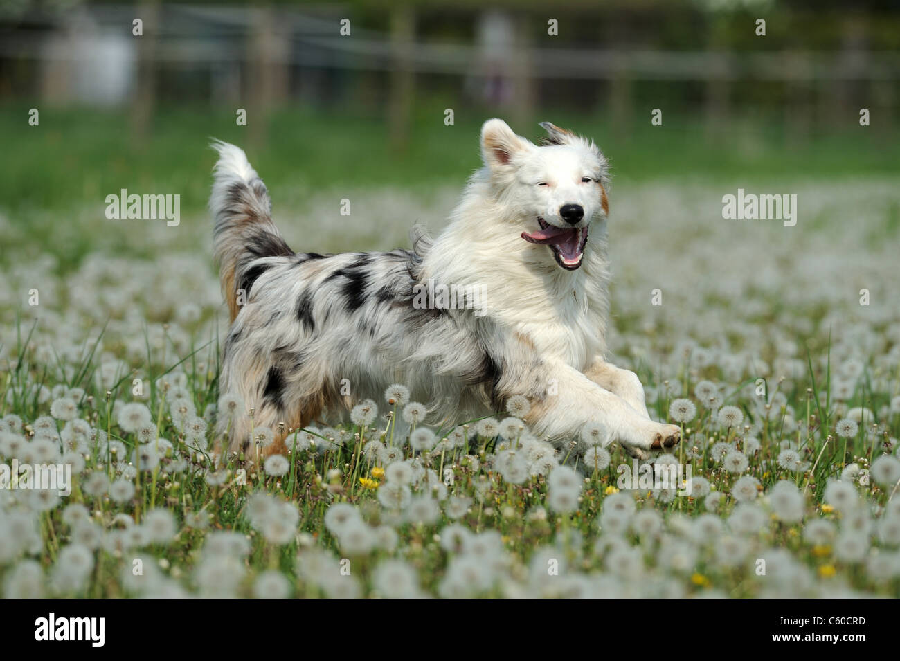Australian Shepherd (Canis lupus familiaris). Male running through a field of dandelion seed heads. Stock Photo