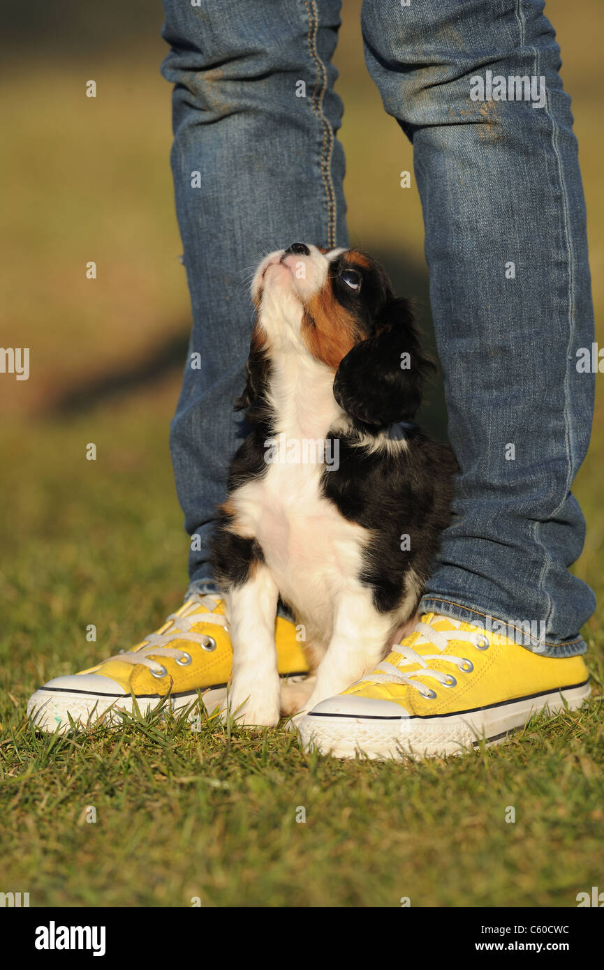 Cavalier King Charles Spaniel (Canis lupus familiaris). Puppy looking up while sitting between the legs of its owner. Stock Photo