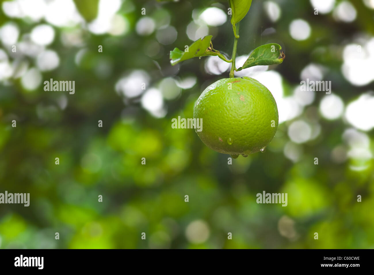 Green lemon hanging on a tree Stock Photo