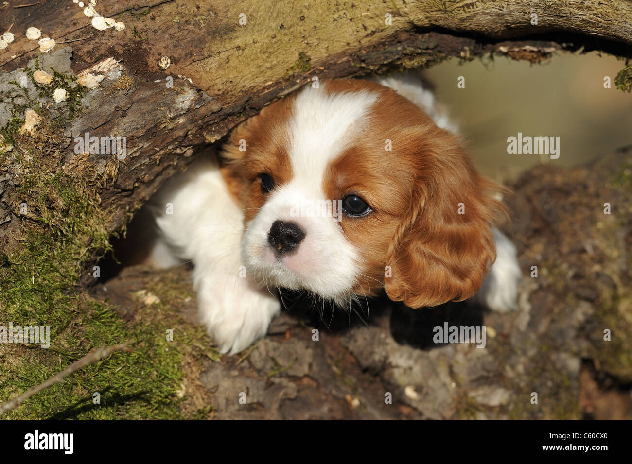 Cavalier King Charles Spaniel (Canis lupus familiaris), puppy looking out from between rotting branches. Stock Photo