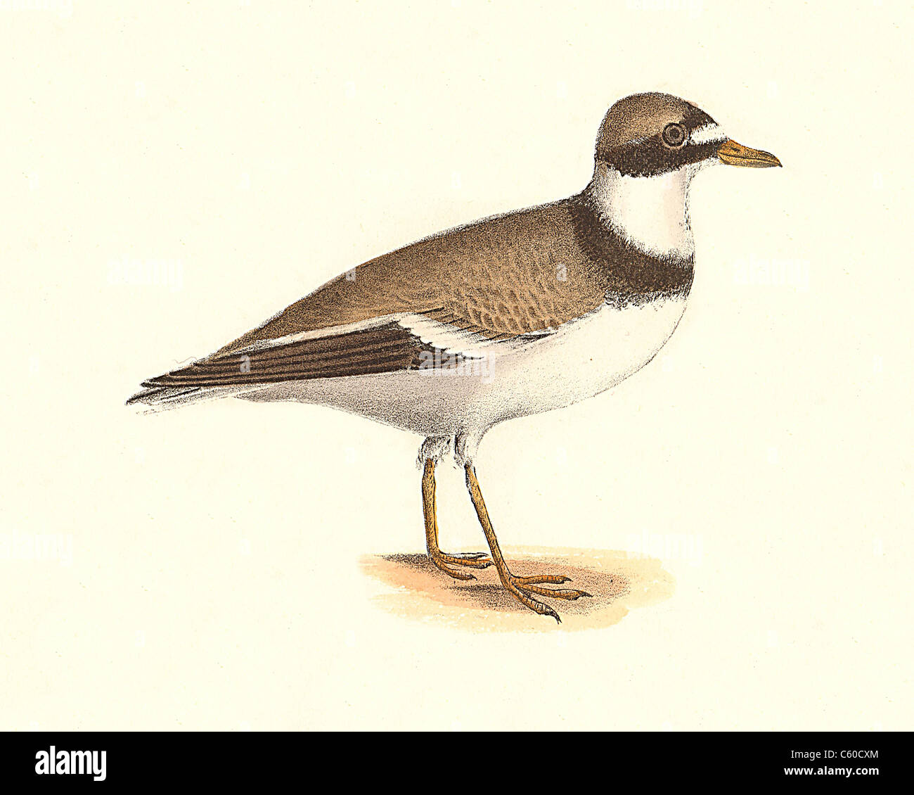 The American Ring Plover, Semipalmated Plover (Charadrius semipalmatus) vintage bird lithograph - James De Kay, Zoology of New York, NY Fauna, Birds Stock Photo