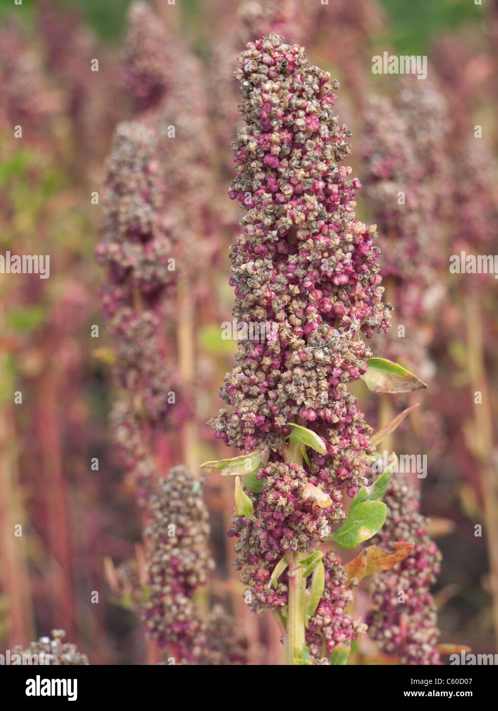 Quinoa is an important food source and resembles milk in protein composition. Stock Photo