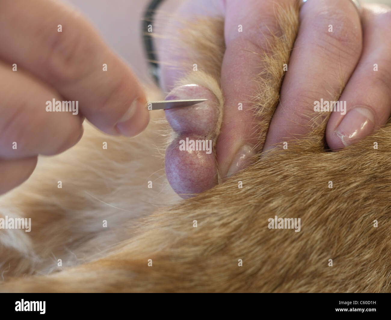 Veterinarian cuts with scalpel into a cat's sack or scrotum and testicles  during castration of a male cat Stock Photo - Alamy