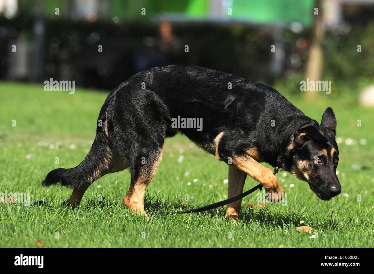 German Shepherd Dog, Alsatian (Canis lupus familiaris). Young dog showing fear. Stock Photo