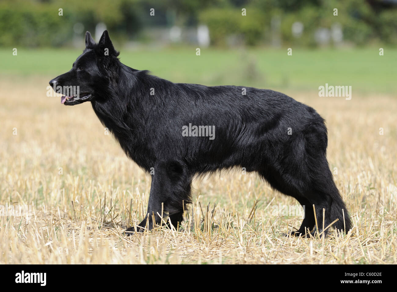 German Shepherd Dog, Alsatian (Canis lupus familiaris). Black male standing on a stubble field. Stock Photo