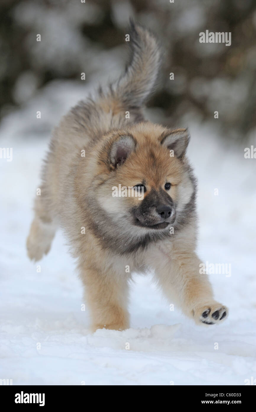 Eurasier, Eurasian (Canis lupus familiaris), puppy running on snow. Stock Photo