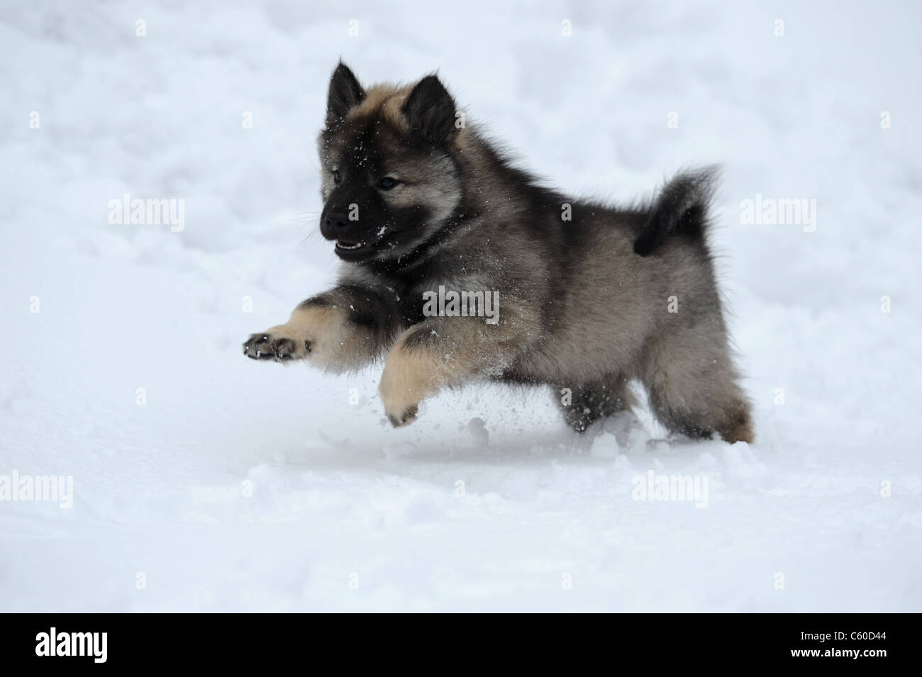 Eurasier, Eurasian (Canis lupus familiaris), puppy running on snow. Stock Photo