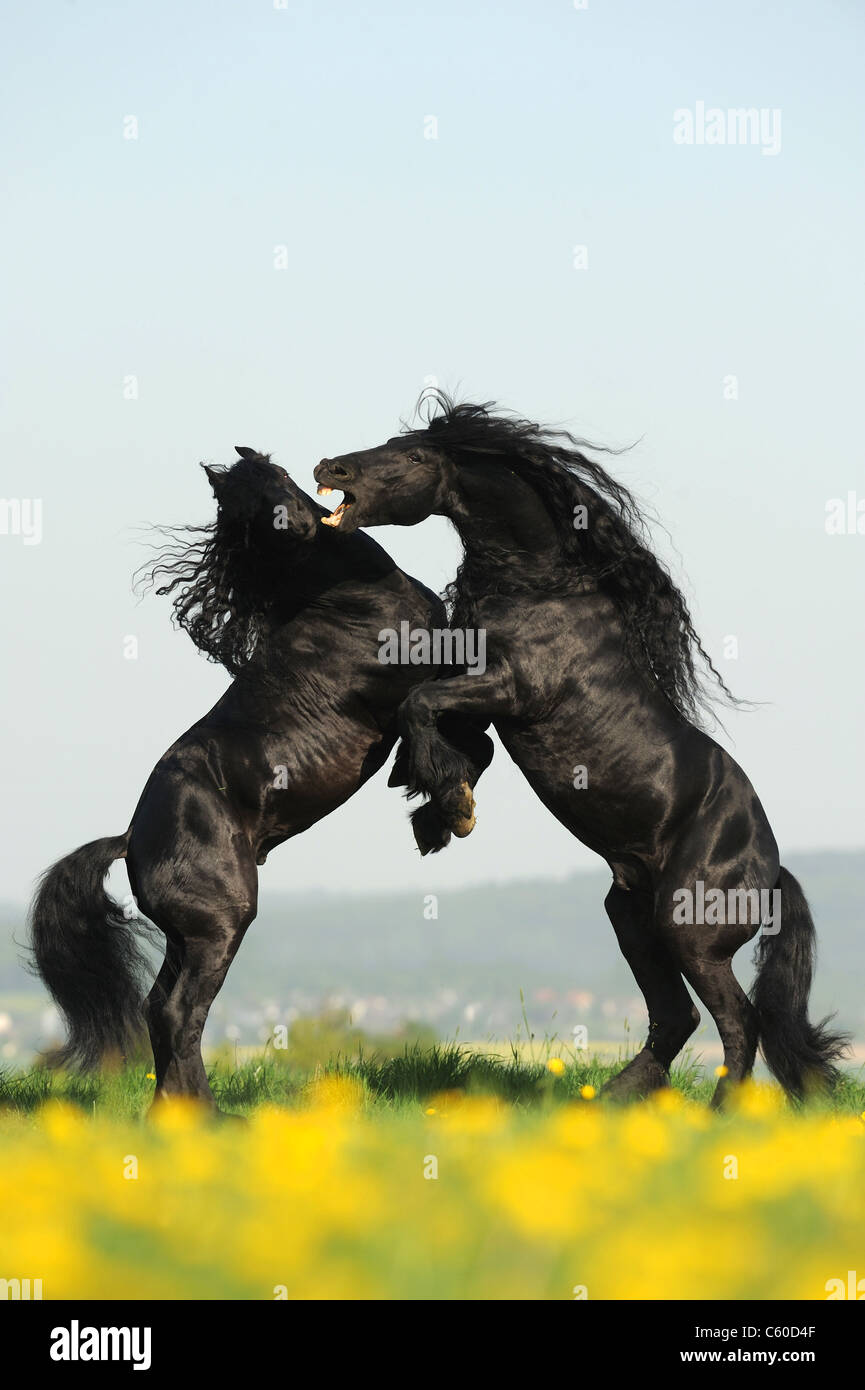 Friesian Horse (Equus ferus caballus). Stallions fighting. Stock Photo