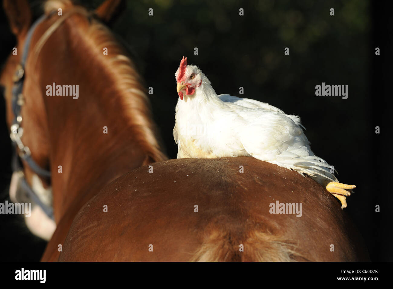 Domestic Chicken (Gallus gallus domesticus) resting on a Welsh Pony. Stock Photo