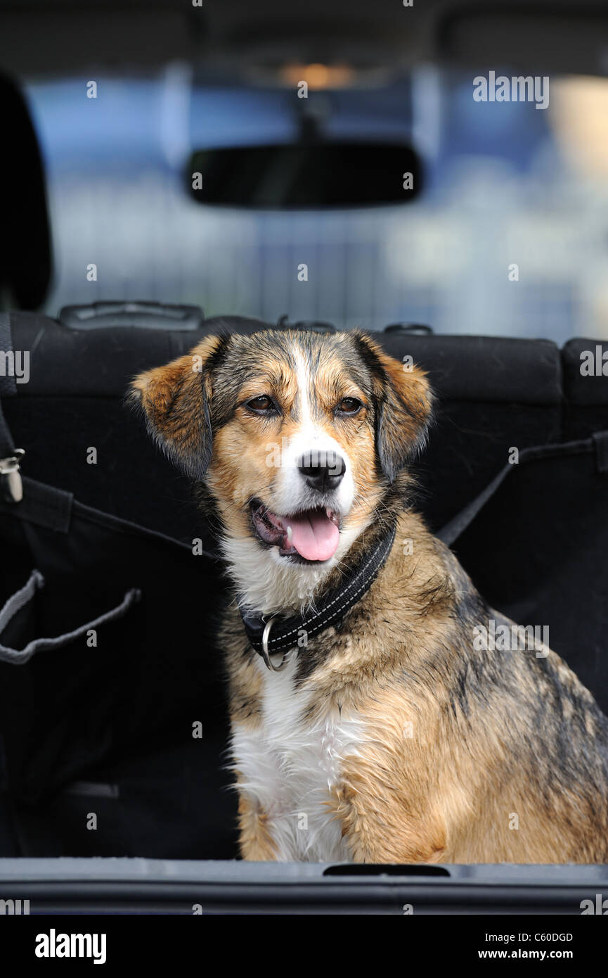 Why Does My Dog Pant In The Car