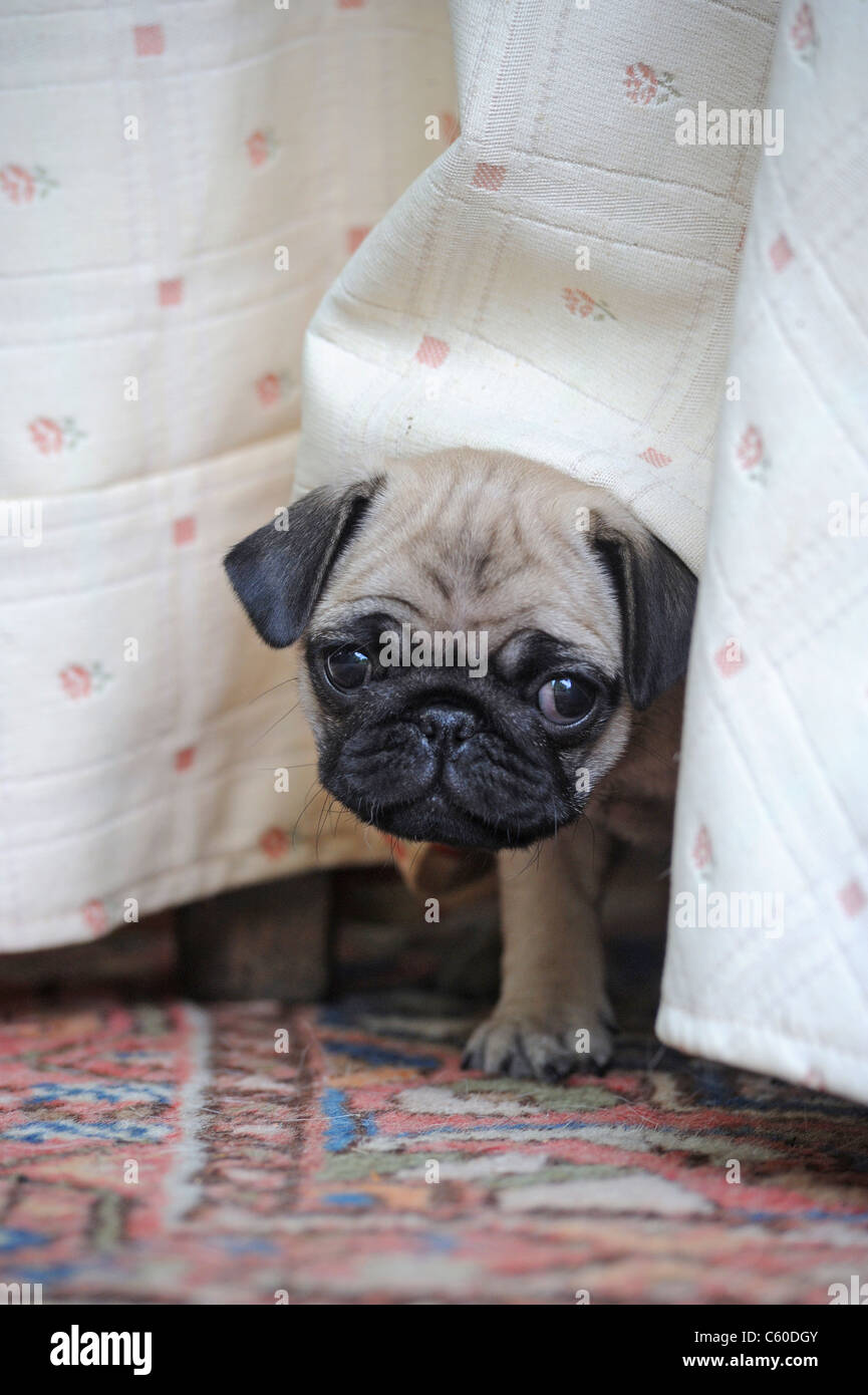 Pug (Canis lupus familiaris). Puppy looking out from under a bed. Stock Photo