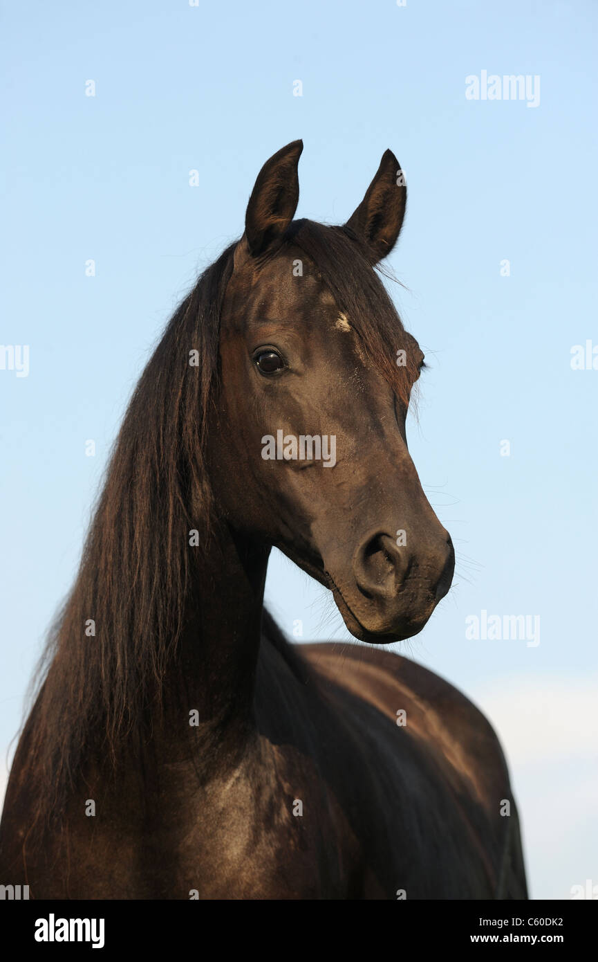 Morgan Horse (Equus ferus caballus). Portrait of a black mare. Stock Photo