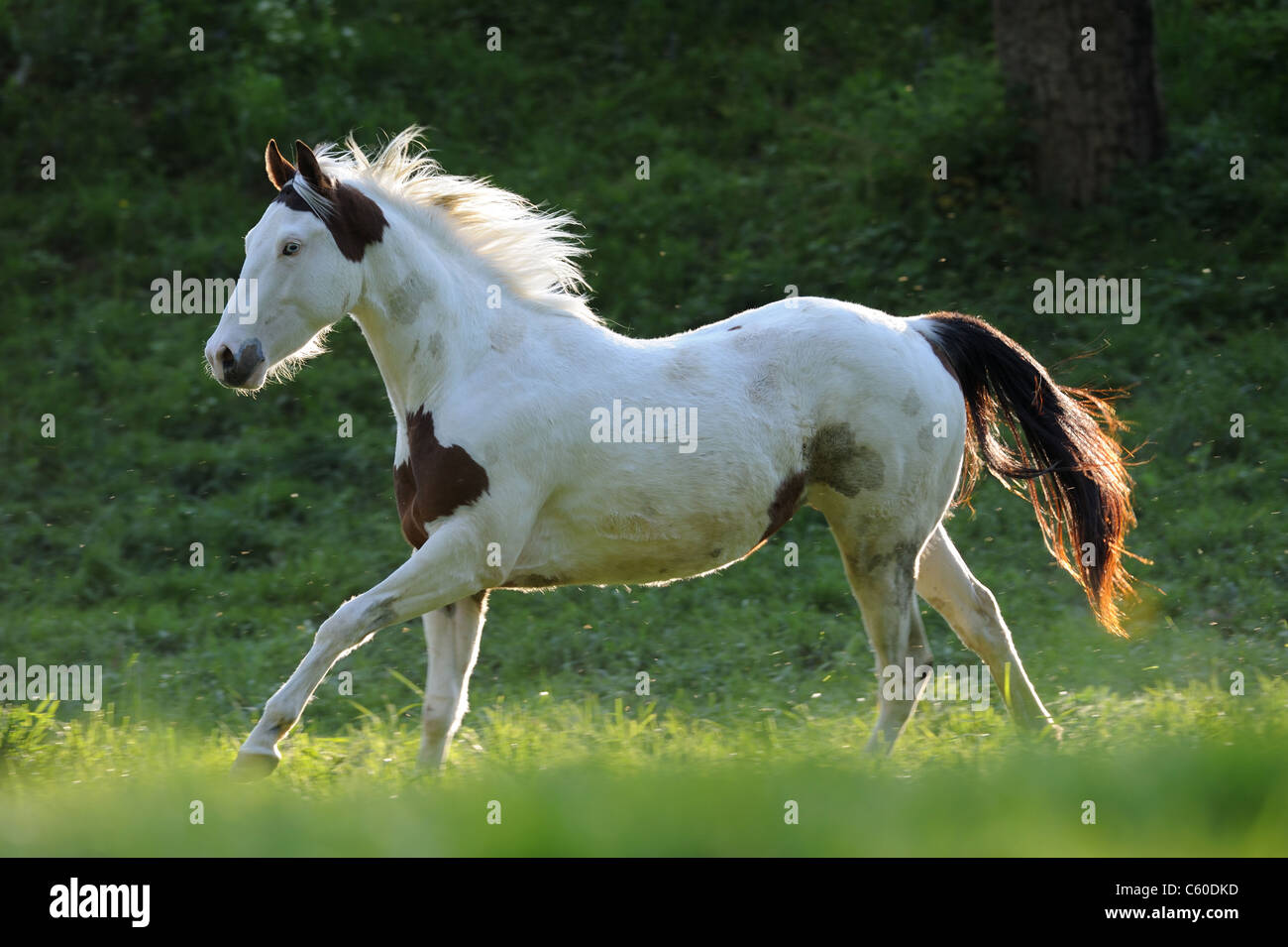 Paint horse hires stock photography and images Alamy