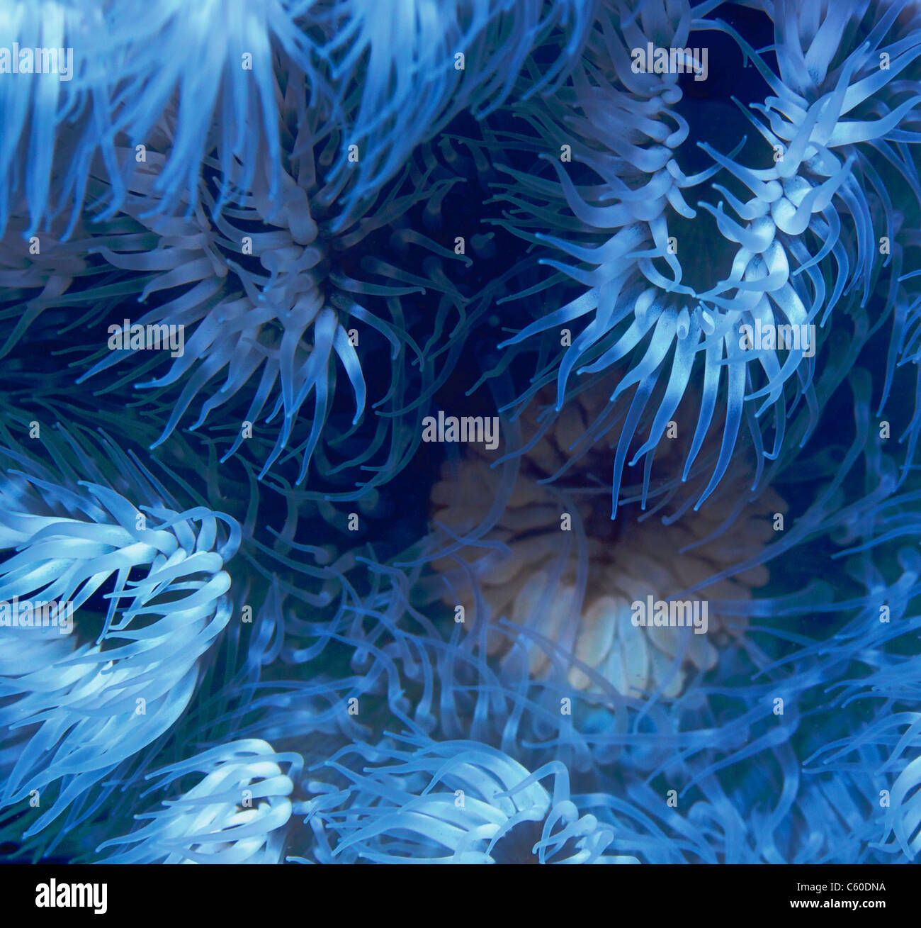macro shot of sea anemone Stock Photo