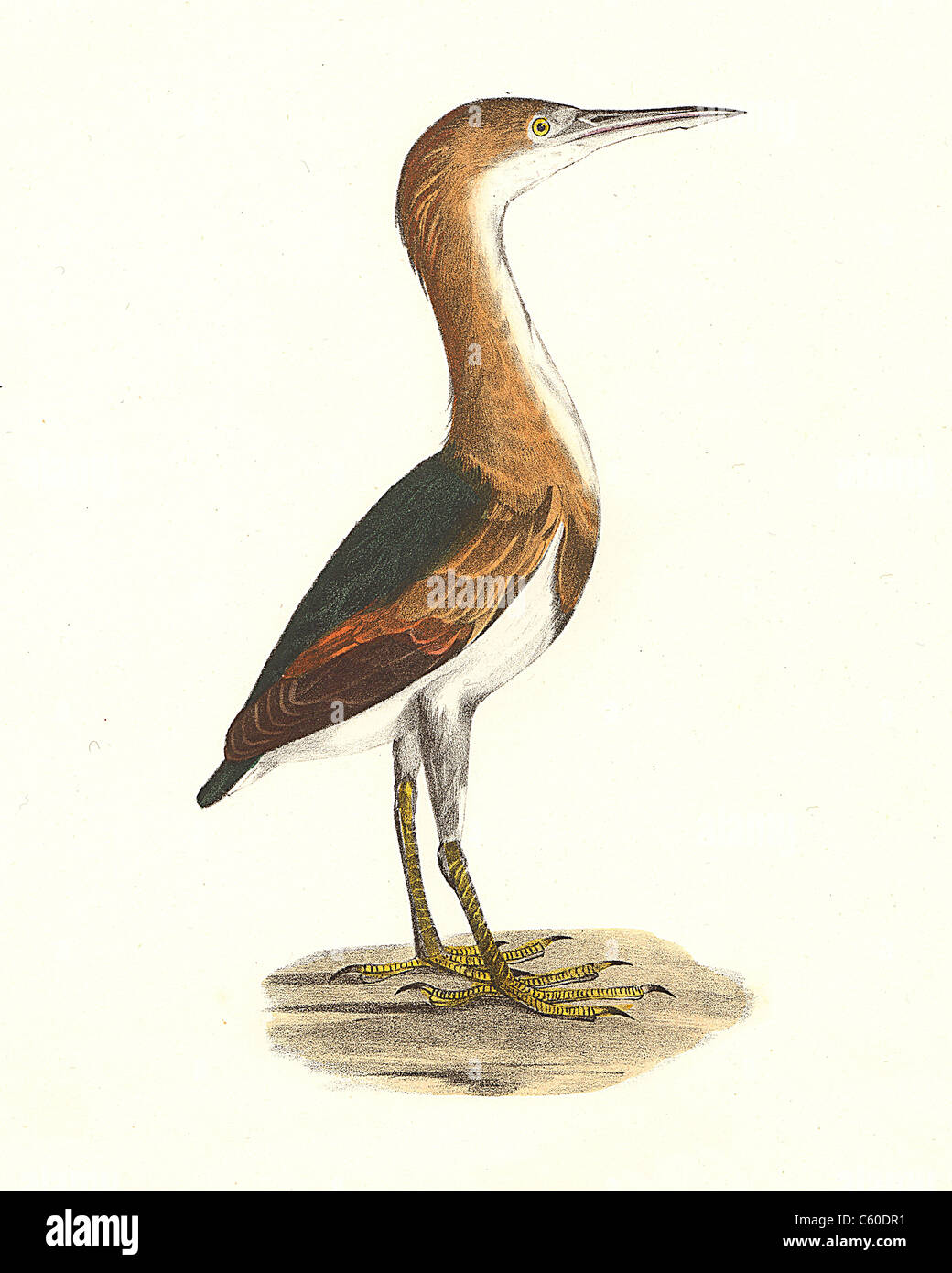 The Small Bittern, Least Bittern (Ardea exilis, Ixobrychus exilis) vintage bird lithograph - James De Kay, Zoology of New York, or the NY Fauna, Birds Stock Photo