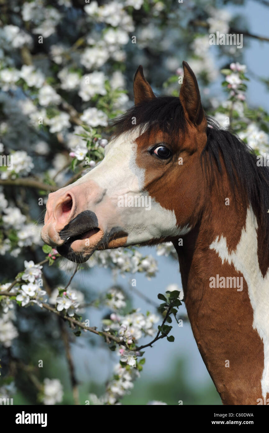 Arabian Pinto Horse (Equus ferus caballus). Neighing yearling with a flowering apple tree in background. Stock Photo