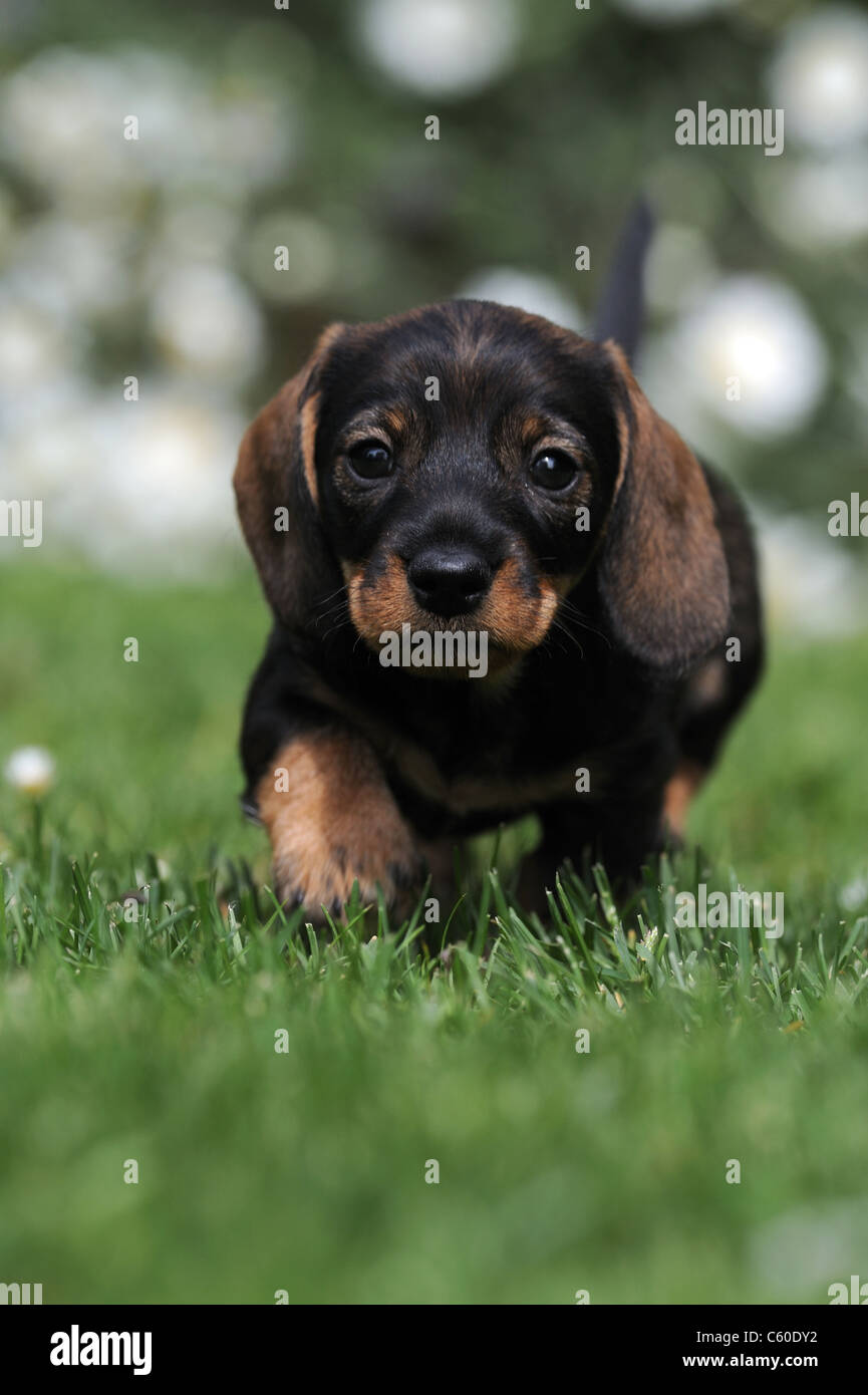 Wire-haired Dachshund (Canis lupus familiaris). Puppy walking on a lawn towards the camera. Stock Photo
