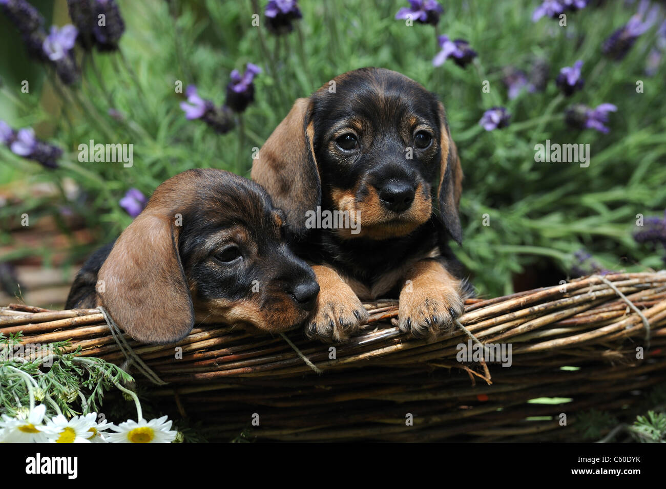 Wire-haired Dachshund (Canis lupus familiaris). Two puppies in a basket in a flowering garden in spring. Stock Photo