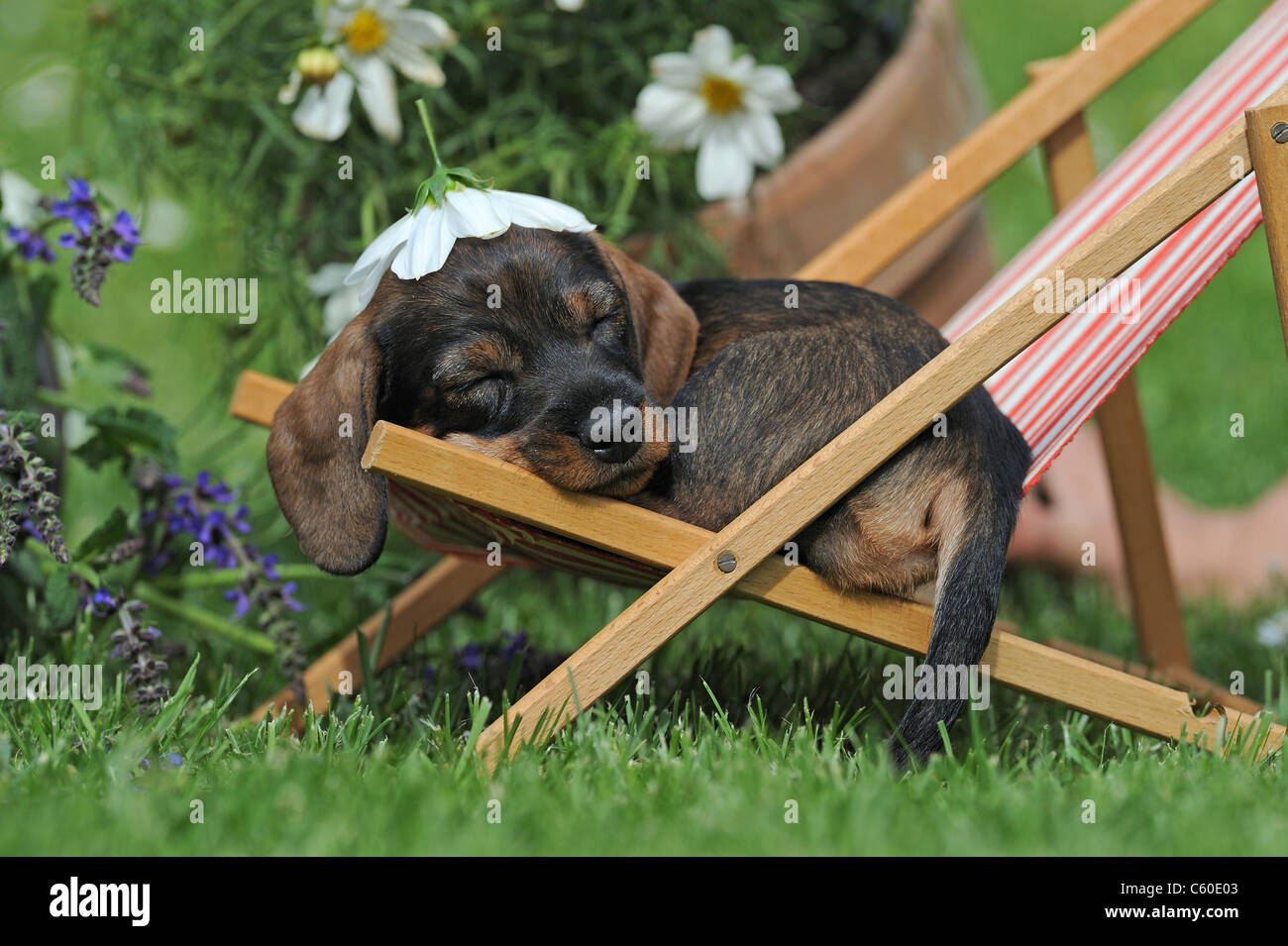 Wire-haired Dachshund (Canis lupus familiaris). Puppy sleeping in a dolls deckchair in a garden, with a white flower as sun hat. Stock Photo