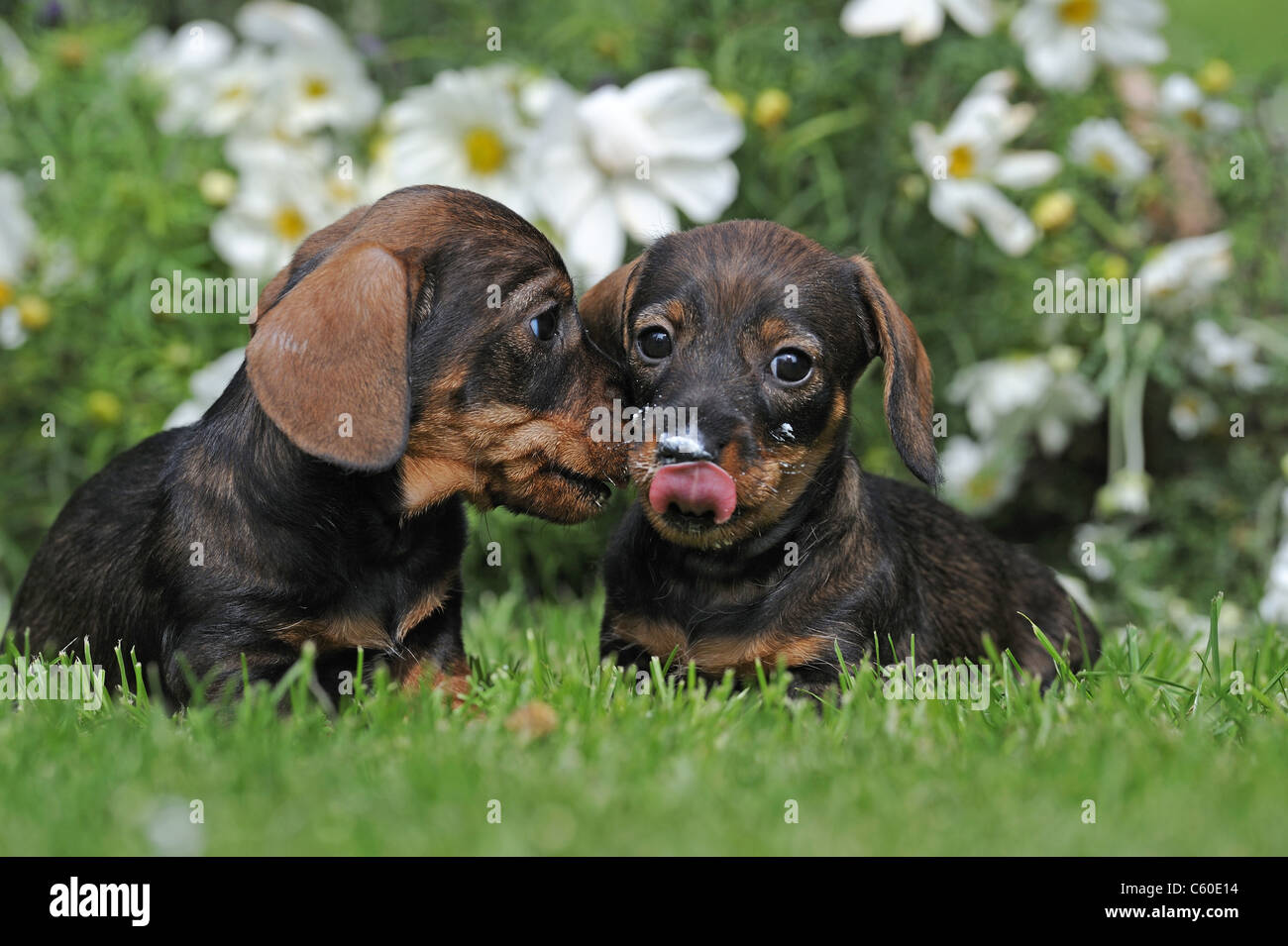 Wire-haired Dachshund. Two puppies sitting on a lawn in a flowering garden. One of them licking whipped cream from its nose. Stock Photo