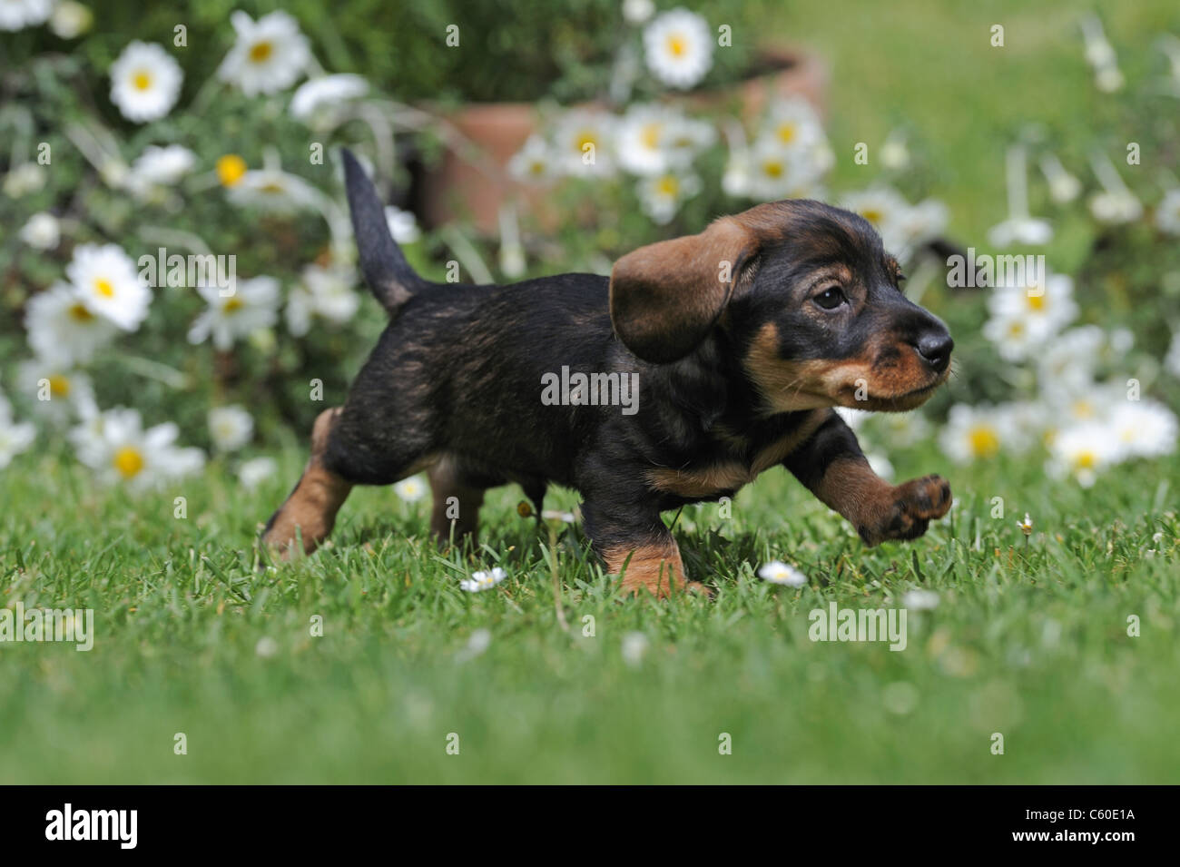 Wire-haired Dachshund (Canis lupus familiaris). Puppy running on a lawn in a flowering garden. Stock Photo