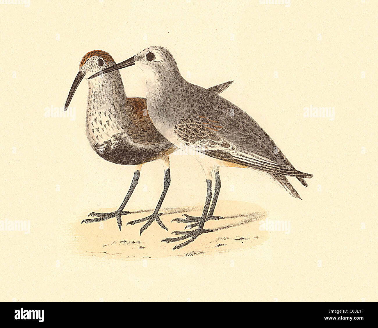 The Black-breasted Sandpiper, Dunlin (Tringa cinclus, Calidris alpina) vintage bird lithograph - James De Kay, Zoology of New York, NY Fauna, Birds Stock Photo