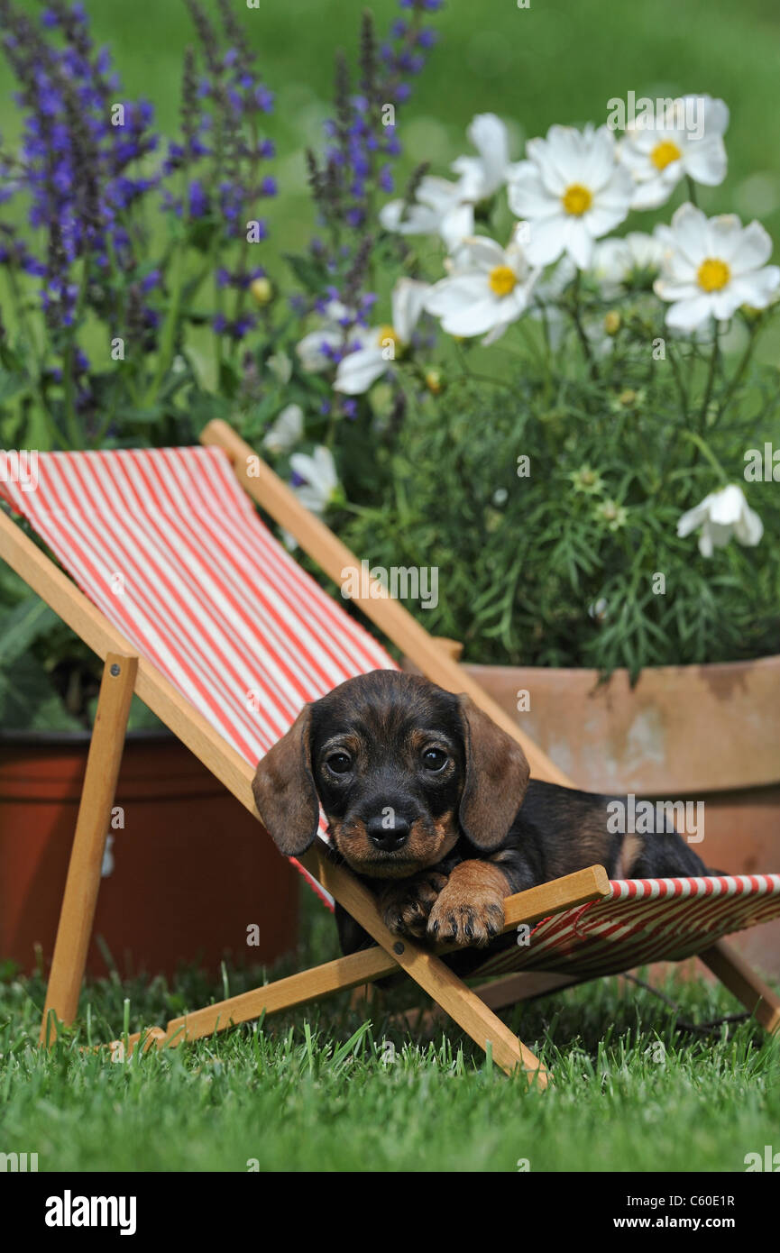Wire-haired Dachshund (Canis lupus familiaris). Puppy in a dolls deckchair in a flowering garden. Stock Photo
