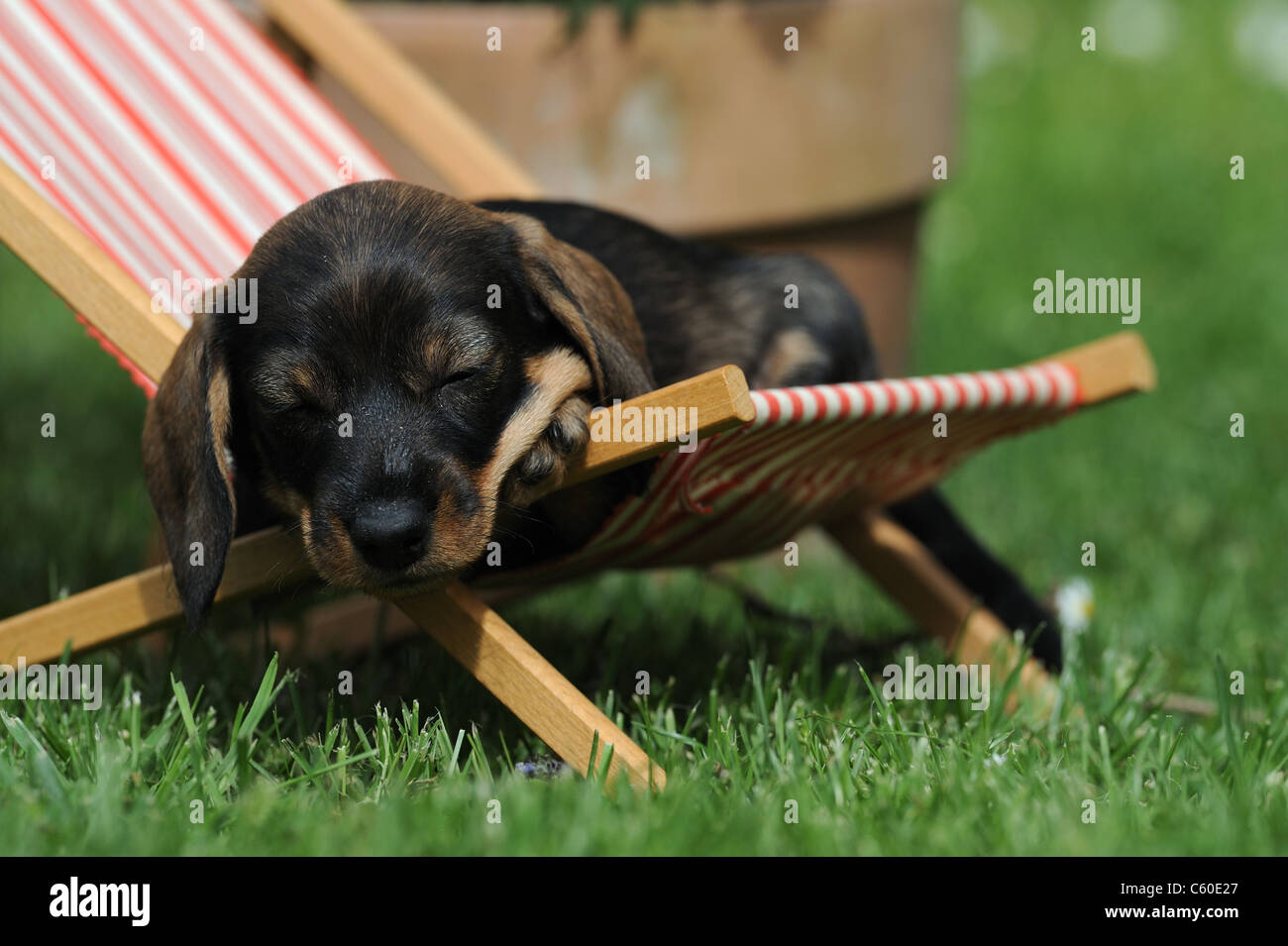 Wire-haired Dachshund (Canis lupus familiaris). Puppy sleeping in a dolls deckchair in a flowering garden. Stock Photo