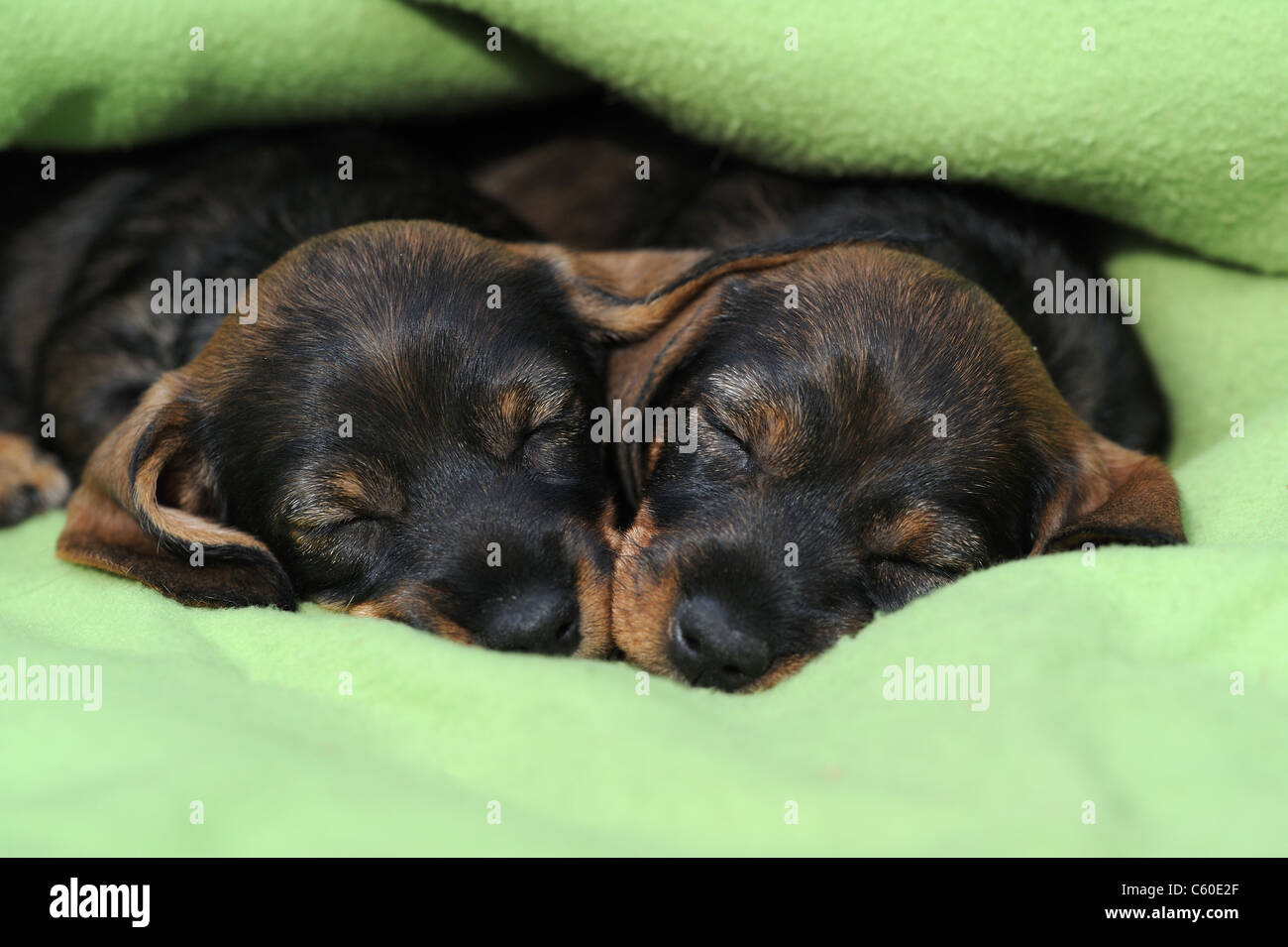 Wire-haired Dachshund (Canis lupus familiaris). Two puppies sleeping in a green blanket. Stock Photo