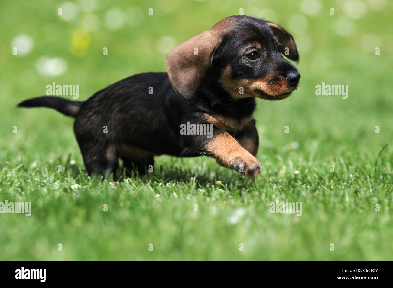 Wire-haired Dachshund (Canis lupus familiaris). Puppy running on a lawn. Stock Photo