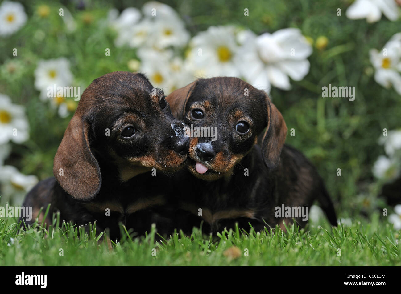 Wire-haired Dachshund. Two puppies sitting on a lawn in a flowering garden while one licks whipped cream from the others nose. Stock Photo