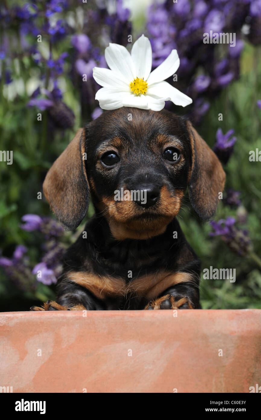Wire-haired Dachshund (Canis lupus familiaris). Puppy with a Cosmos flower on its head looking into the camera. Stock Photo