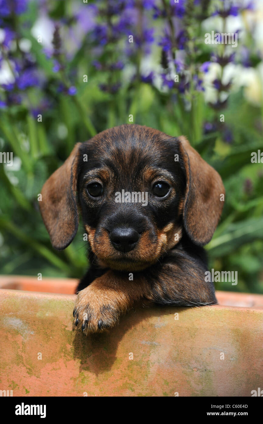 Wire-haired Dachshund (Canis lupus familiaris). Puppy in a terracotta pot looking into the camera. Stock Photo