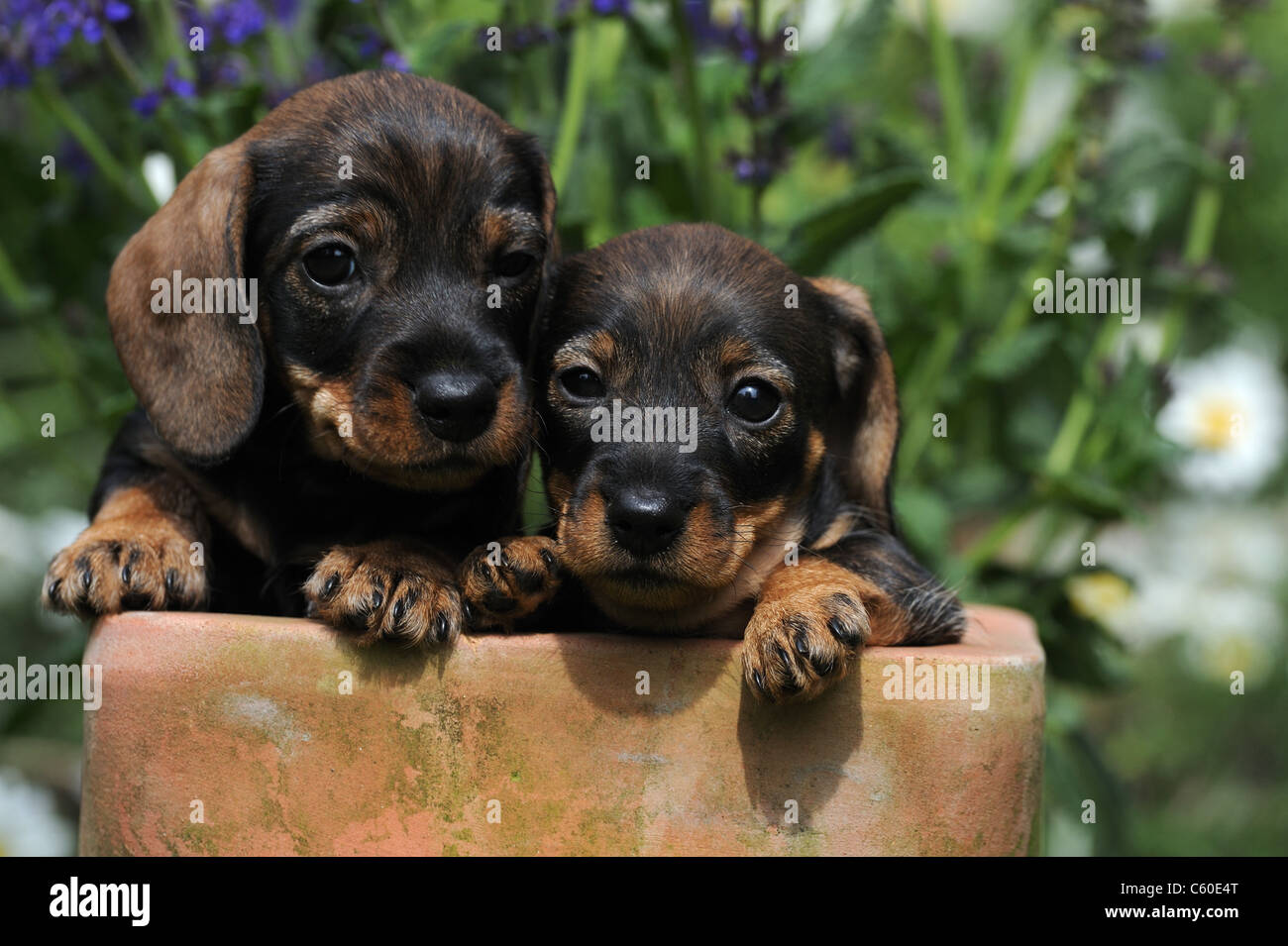Wire-haired Dachshund (Canis lupus familiaris). Two puppies in a terracotta pot looking into the camera. Stock Photo