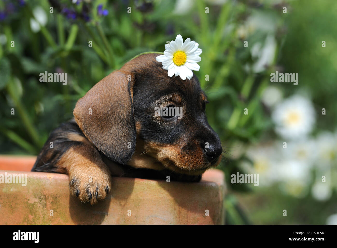 Wire-haired Dachshund (Canis lupus familiaris). Puppy with a Oxeye Daisy flower on its head looking out from a terracotta pot. Stock Photo