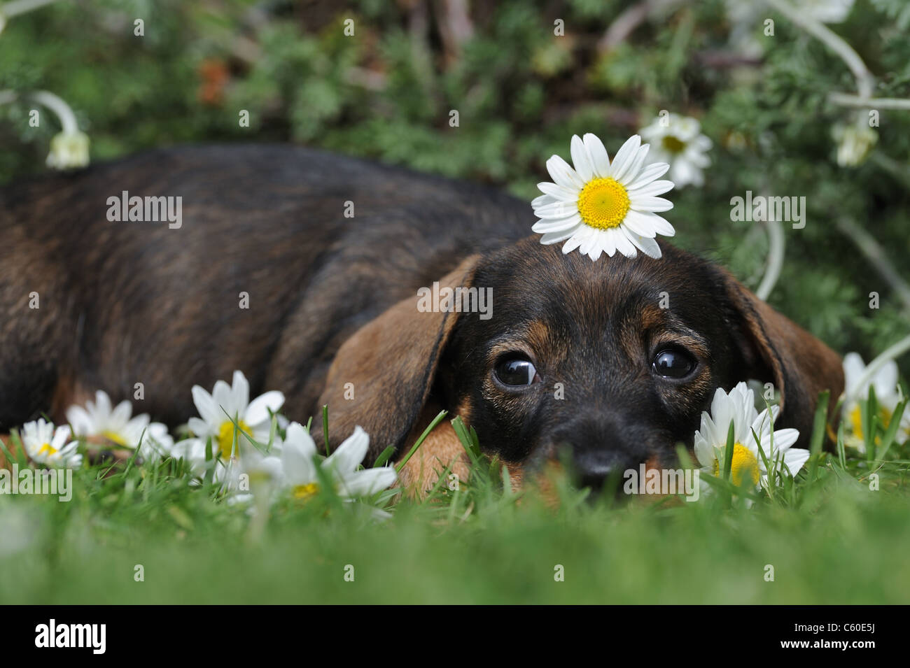Wire-haired Dachshund (Canis lupus familiaris). Puppy with a Oxeye Daisy flower on its head lying flat on grass in a garden. Stock Photo