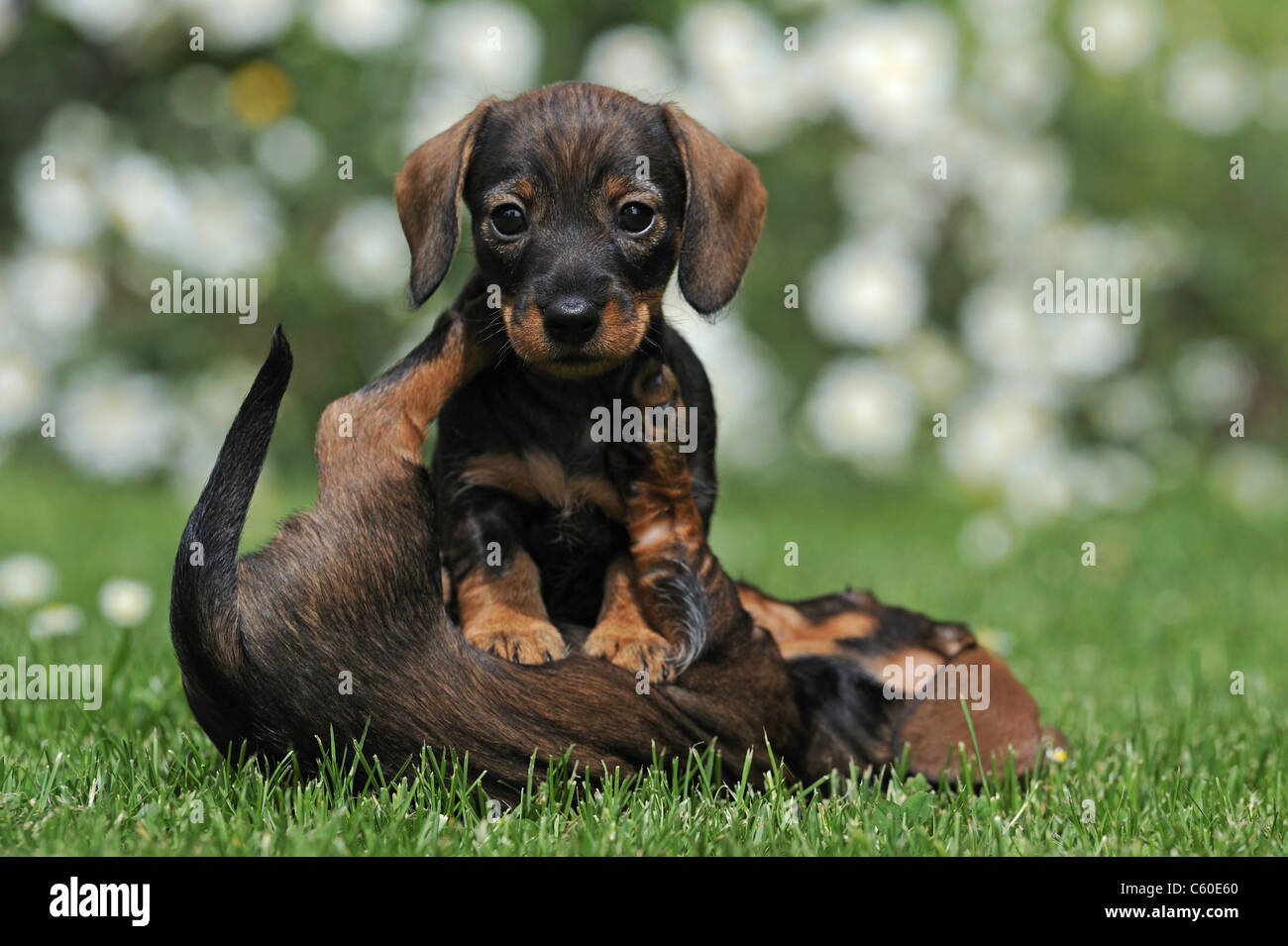 Wire-haired Dachshund (Canis lupus familiaris). Two puppies playing on a lawn in a garden. Stock Photo