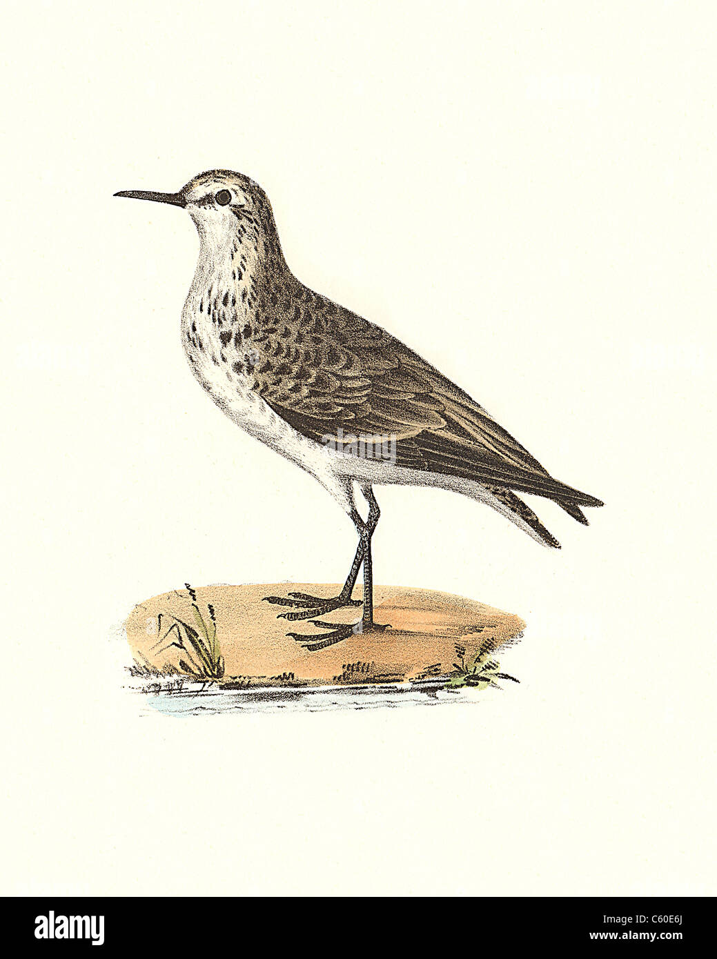 The Semipalmated Sandpiper (Heteropoda semipalmata, Calidris pusilla) vintage bird lithograph - James De Kay, Zoology of New York, the NY Fauna, Birds Stock Photo