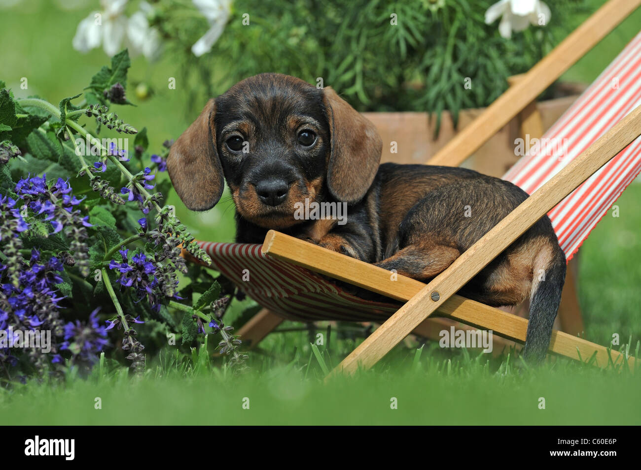 Wire-haired Dachshund (Canis lupus familiaris). Puppy in a dolls deckchair in a flowering garden. Stock Photo