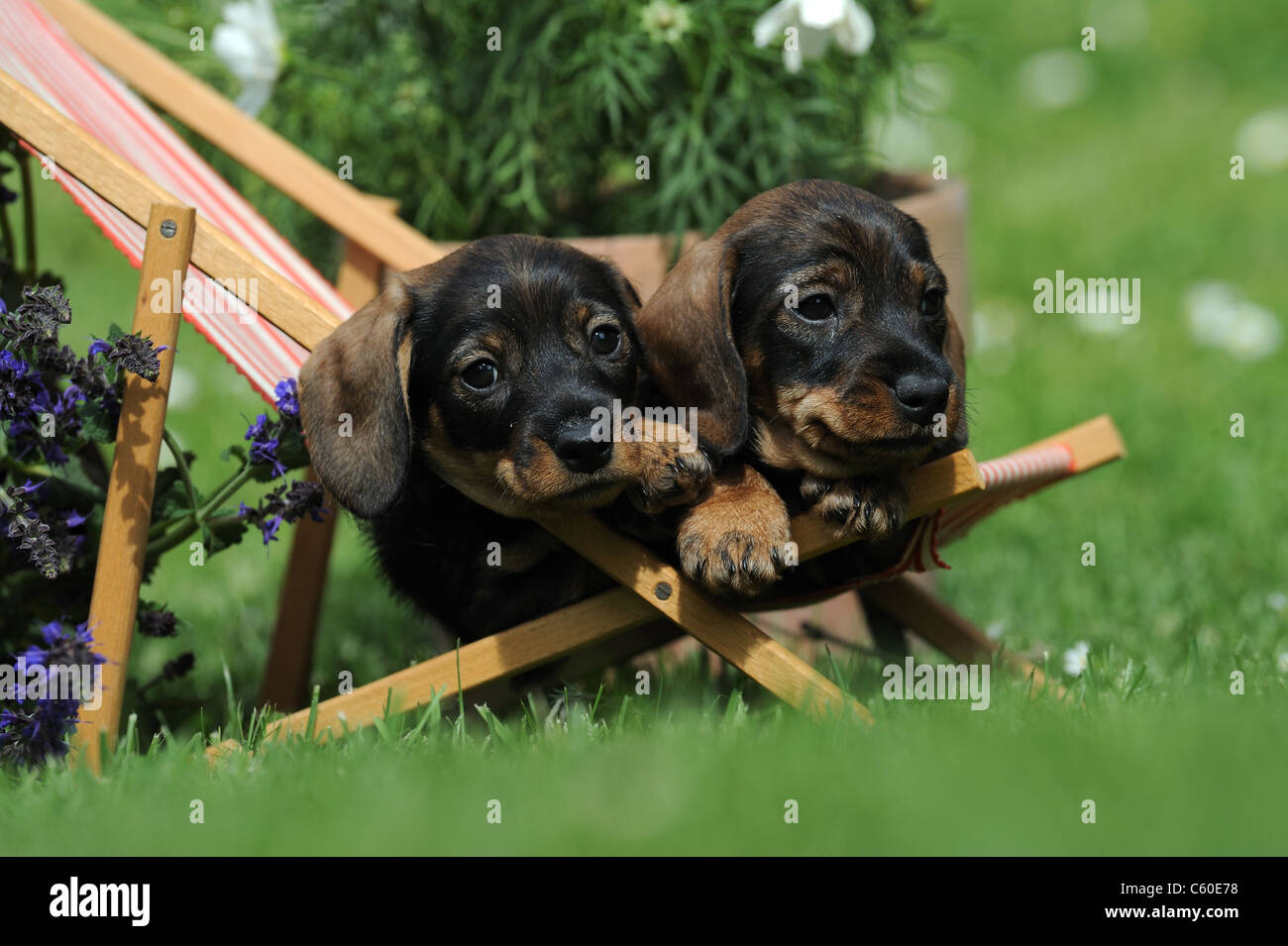 Wire-haired Dachshund (Canis lupus familiaris). Two puppies in a dolls deckchair in a flowering garden. Stock Photo