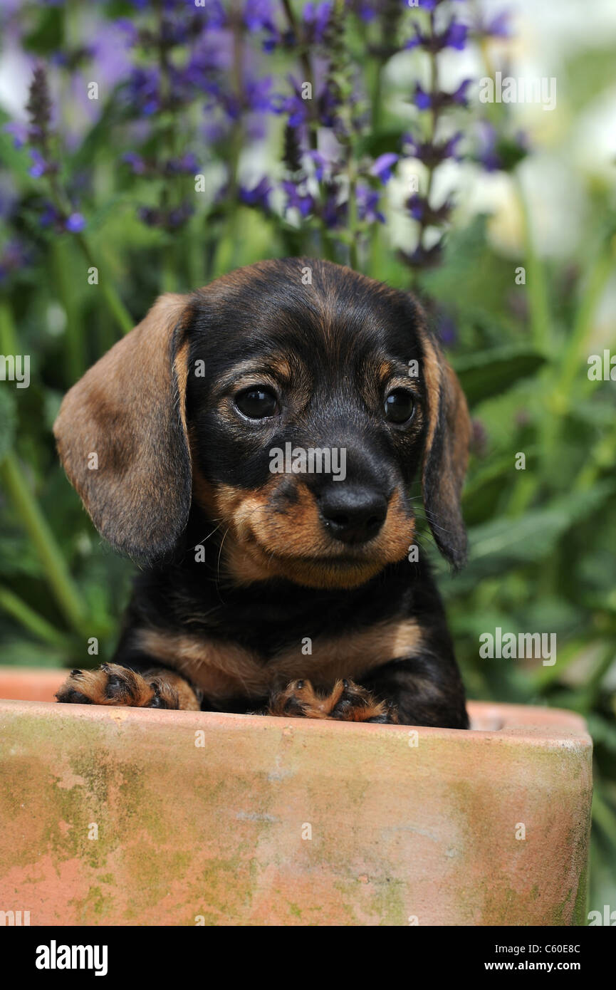 Wire-haired Dachshund (Canis lupus familiaris). Puppy in a terracotta pot looking into the camera. Stock Photo