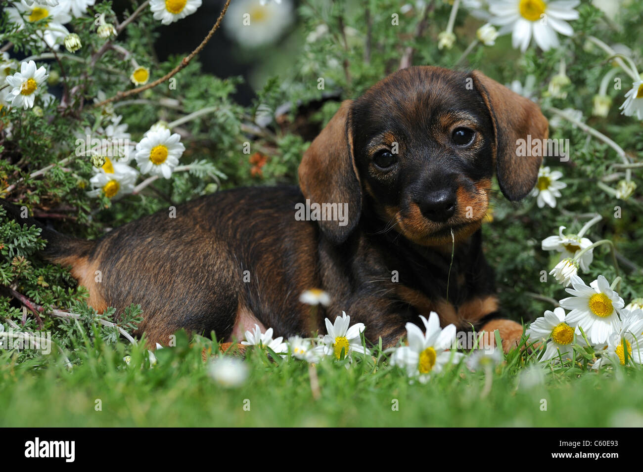 Wire-haired Dachshund (Canis lupus familiaris). Puppy lying in flowering Oxeye Daisies in a garden. Stock Photo