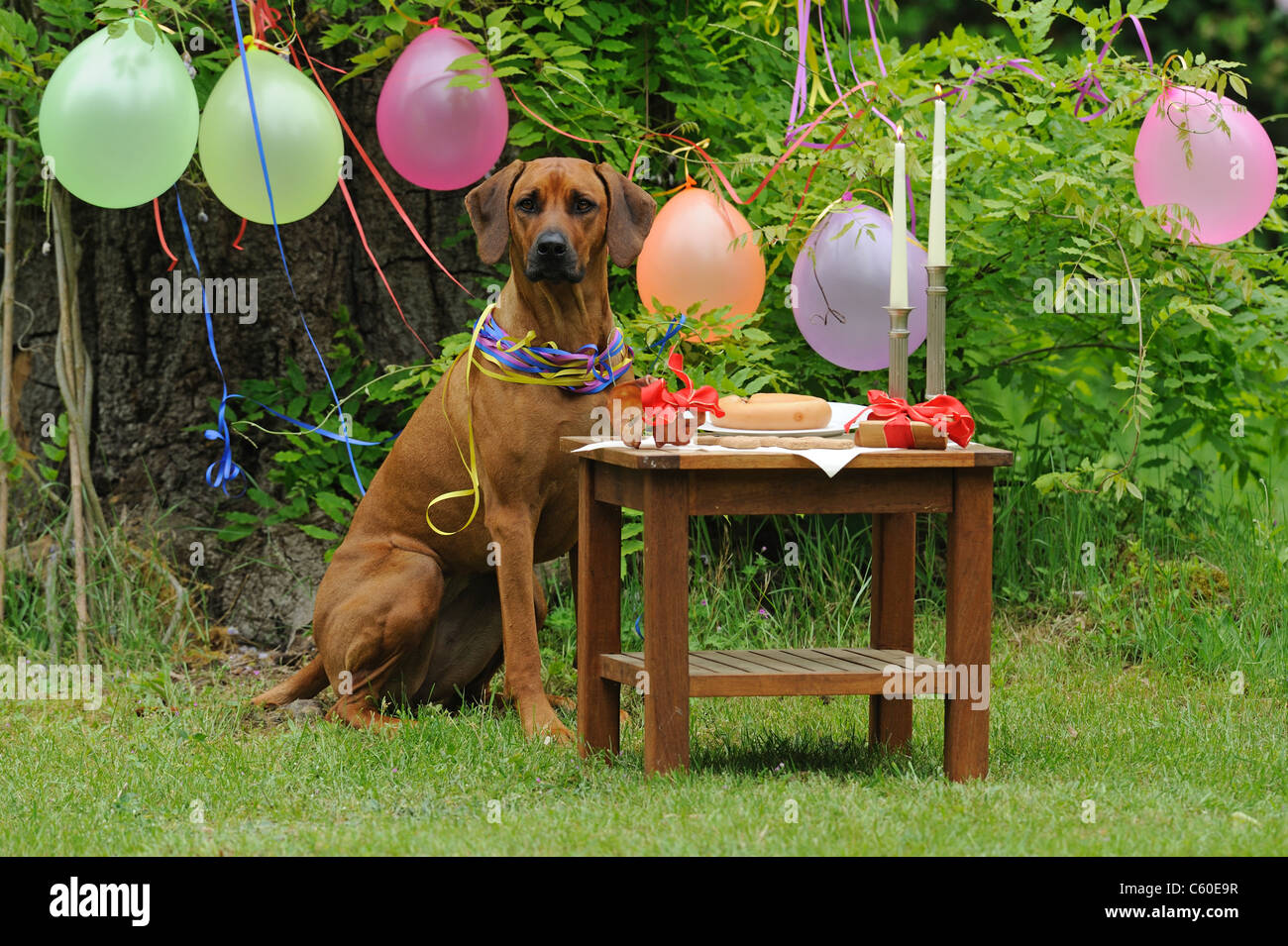 Rhodesian Ridgeback. Bitch sitting in front of a table with a birthday cake in a garden decorated with balloons and paper snakes Stock Photo