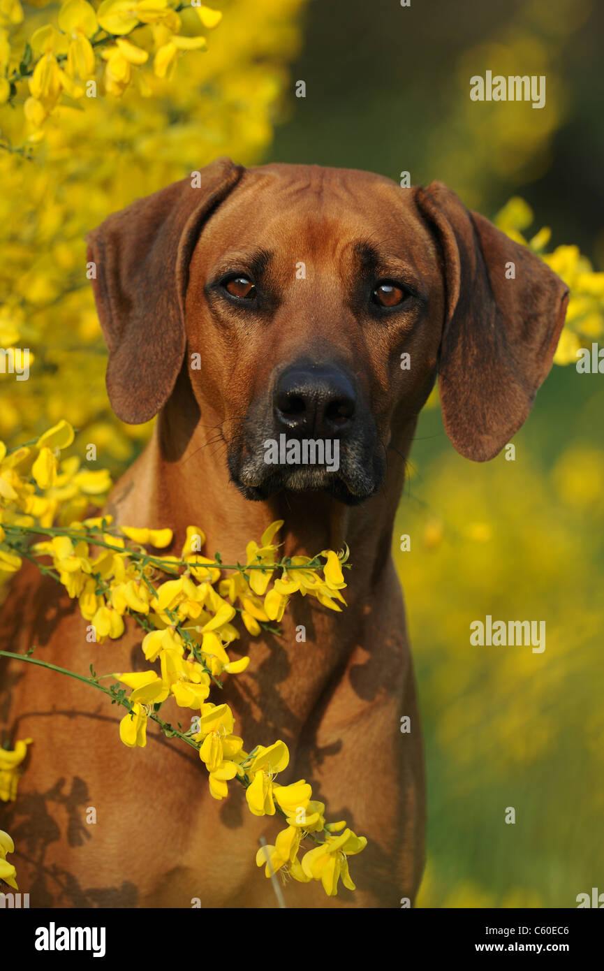 Rhodesian Ridgeback (Canis lupus familiaris). Portrait of a bitch with ...
