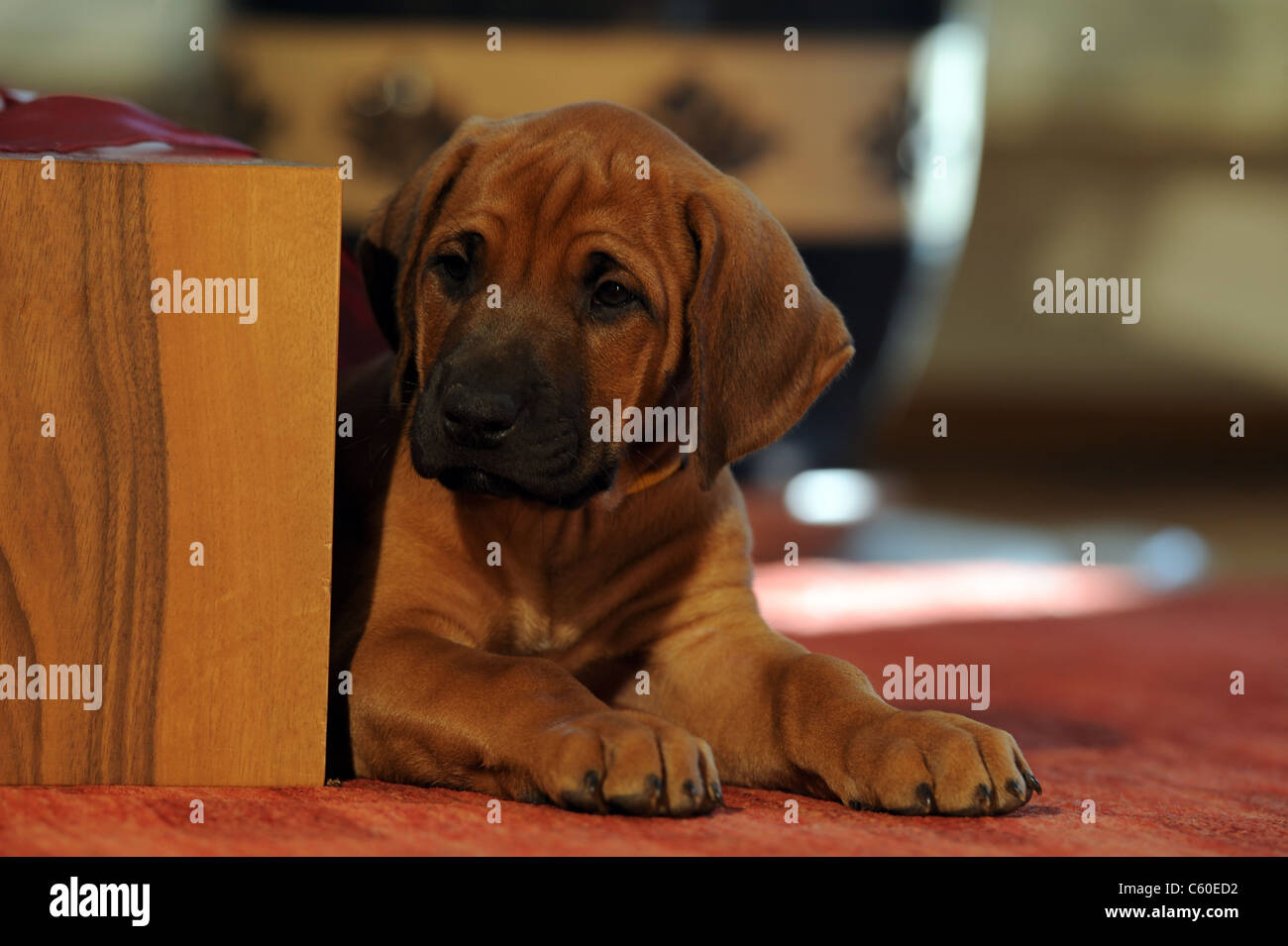 Rhodesian Ridgeback (Canis lupus familiaris). Puppy looking round the corner of a piece of furniture. Stock Photo